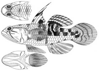 To NMNH Extant Collection (Gobius mayae P11586 illustration)
