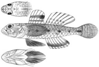 To NMNH Extant Collection (Gobius niveus P11588 illustration)