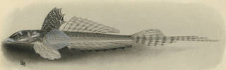 To NMNH Extant Collection (Callionymus caeruleonotatu P02327 illustration)
