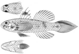 To NMNH Extant Collection (Gobius pectoralis P11597 illustration)