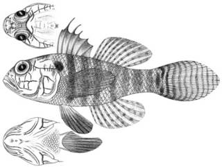 To NMNH Extant Collection (Gobius punctiscapularis P11602 illustration)