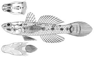 To NMNH Extant Collection (Gobius spilotogenys P11604 illustration)