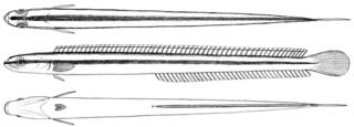 To NMNH Extant Collection (Gunnelichthys pleurotaenia P11668 illustration)