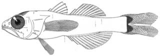 To NMNH Extant Collection (Gymnapogon urospilotus P11676 illustration)