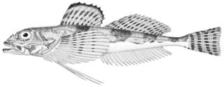 To NMNH Extant Collection (Gymnocanthus galeatus P11683 illustration)
