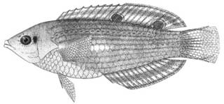 To NMNH Extant Collection (Halichoeres biocellatus P12070 illustration)