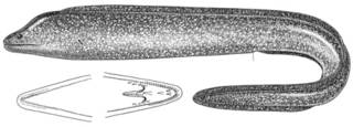 To NMNH Extant Collection (Gymnothorax wieneri P11808 illustration)
