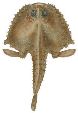 To NMNH Extant Collection (Halicmetus reticulatus P12164 illustration)