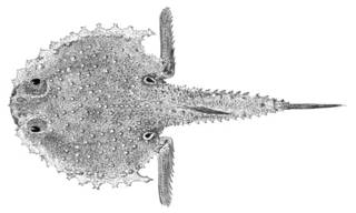To NMNH Extant Collection (Halieutaea senticosa P12168 illustration)