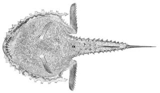 To NMNH Extant Collection (Halieutaea senticosa P12170 illustration)