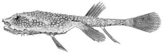 To NMNH Extant Collection (Halieutaea spongiosa P12172 illustration)