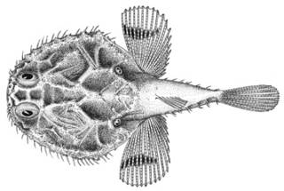 To NMNH Extant Collection (Halientichthys smithii P12179 illustration)