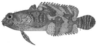 To NMNH Extant Collection (Halophryne diemensis P12183 illustration)