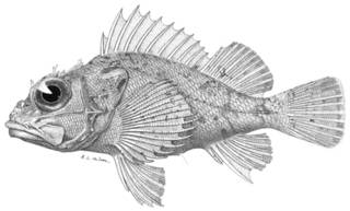 To NMNH Extant Collection (Helicolenus rufescens P12241 illustration)