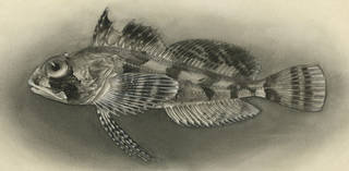 To NMNH Extant Collection (Hemilepidotus gilberti P12270 illustration)