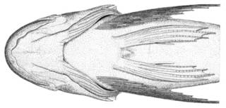 To NMNH Extant Collection (Hemilepidotus jordani P12274 illustration)