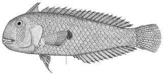 To NMNH Extant Collection (Hemipteronotus hypospilus P12282 illustration)