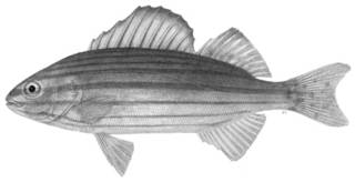 To NMNH Extant Collection (Helotes sexlineatus P12190 illustration)