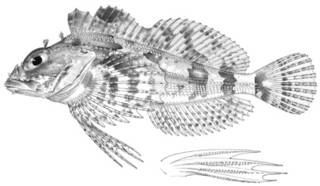To NMNH Extant Collection (Hemilepidotus zapus P12277 illustration)
