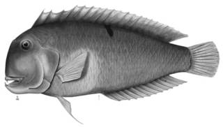 To NMNH Extant Collection (Hemipteronotus jenkinsi P12283 illustration)