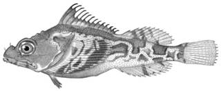 To NMNH Extant Collection (Hemitripterus marmoratus P12730 illustration)