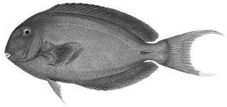 To NMNH Extant Collection (Hepatus aquilinus P12754 illustration)
