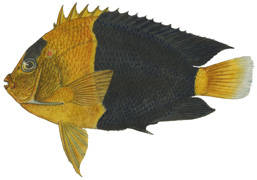 To NMNH Extant Collection (Holacanthus bicolor P02629 illustration)