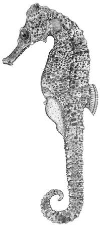 To NMNH Extant Collection (Hippocampus reidi P12881 illustration)