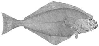 To NMNH Extant Collection (Hippoglossus hippoglossus P12887 illustration)