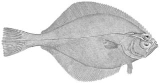 To NMNH Extant Collection (Hippoglossoides elassodon P12889 illustration)