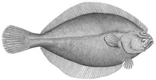 To NMNH Extant Collection (Hippoglossoides platessoides P12891 illustration)