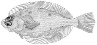To NMNH Extant Collection (Hippoglossina mystacium P12910 illustration)