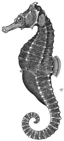 To NMNH Extant Collection (Hippocampus aterrimus P10284 illustration)