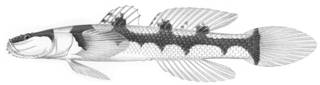 To NMNH Extant Collection (Hetereleotris arenarius P12785 illustration)