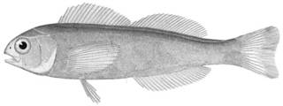 To NMNH Extant Collection (Hexagrammos scaber P12837 illustration)