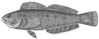 To NMNH Extant Collection (Hexagrammos octogrammus P12839 illustration)