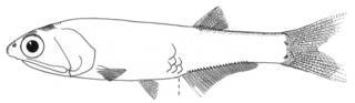 To NMNH Extant Collection (Hildebrandichthys setiger P12844 illustration)