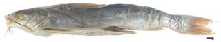 To NMNH Extant Collection (Galeichthys gilberti USNM 29213 holotype photograph lateral view)