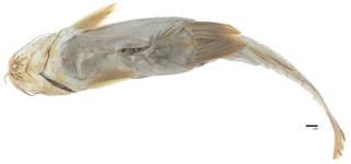 To NMNH Extant Collection (Galeichthys gilberti USNM 29213 holotype photograph ventral view)
