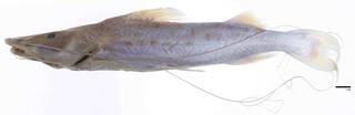 To NMNH Extant Collection (Brachyplatystoma goeldii USNM 52561 holotype photograph lateral view)