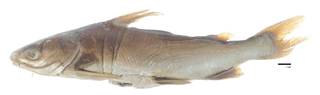 To NMNH Extant Collection (Galeichthys simonsi USNM 53466 holotype photograph lateral view)