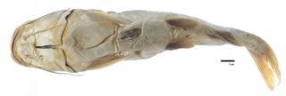 To NMNH Extant Collection (Galeichthys simonsi USNM 53466 holotype photograph ventral view)