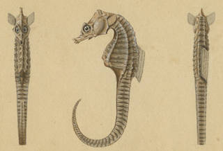 To NMNH Extant Collection (Hippocampus abdominalis P12859 illustration)