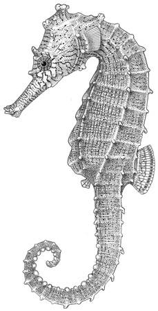 To NMNH Extant Collection (Hippocampus barbouri P12860 illustration)