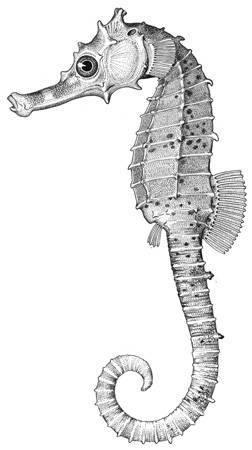 To NMNH Extant Collection (Hippocampus fisheri P12862 illustration)
