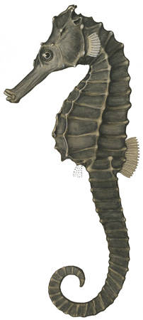 To NMNH Extant Collection (Hippocampus hilonis P12866 illustration)