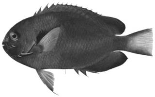 To NMNH Extant Collection (Holacanthus fisheri P12943 illustration)