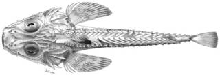 To NMNH Extant Collection (Hoplichthys platophrys P13082 illustration)