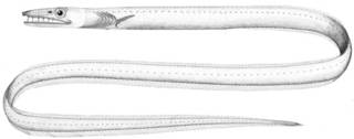 To NMNH Extant Collection (Hoplunnis schmidti P13177 illustration)
