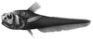 To NMNH Extant Collection (Hymenocephalus aterrimus P13441 illustration)